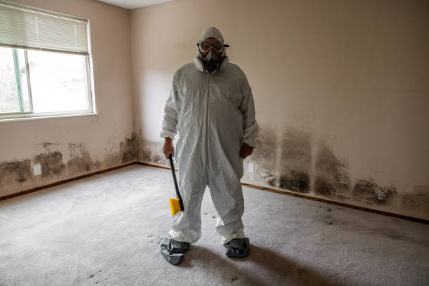 Best Attic Mold Remediation in Clinton, PA